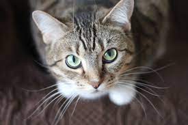 silly cat